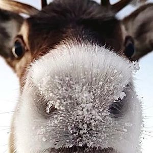 Meet your Posher, Pamela